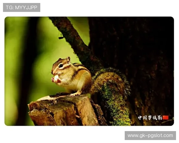 《松鼠版小拳拳捶胸口游戏挑战你的反应力与萌力极限》